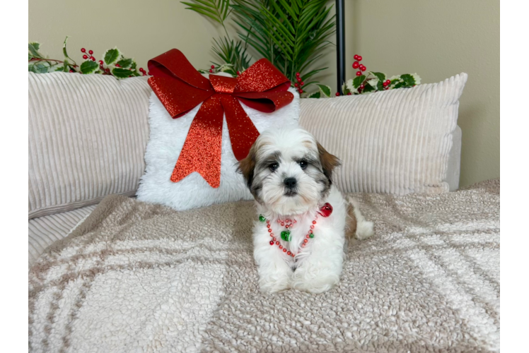 Teddy Bear Pup Being Cute