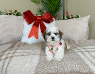 10 week old Teddy Bear Puppy For Sale - Lone Star Pups