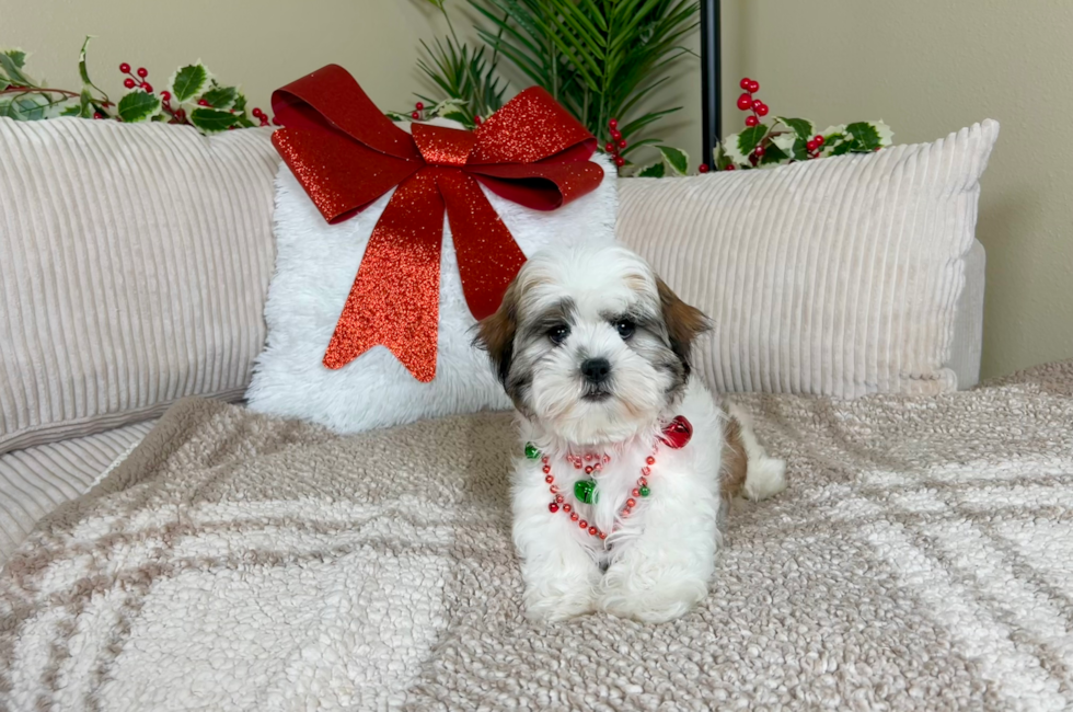 11 week old Teddy Bear Puppy For Sale - Lone Star Pups