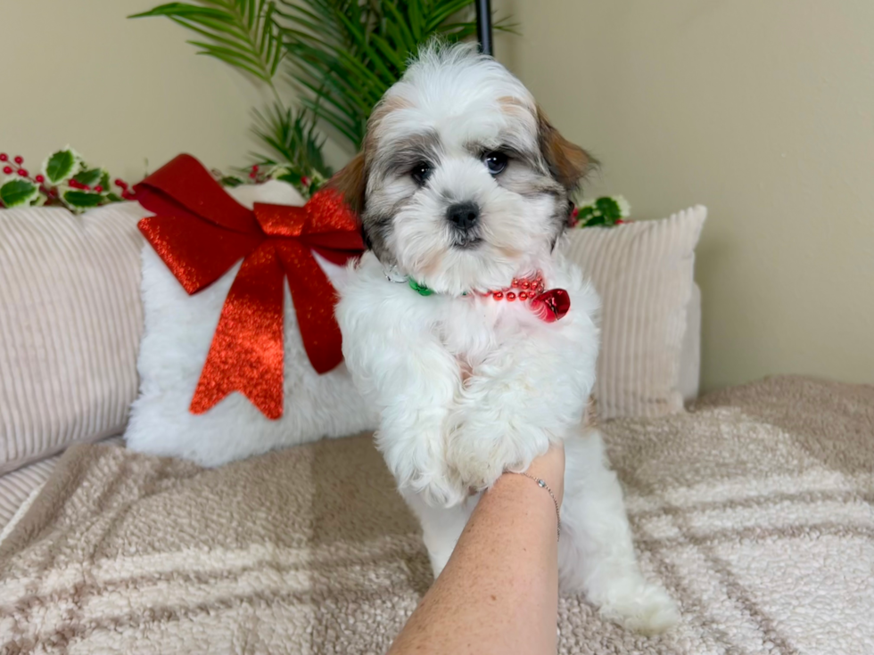 Best Teddy Bear Baby