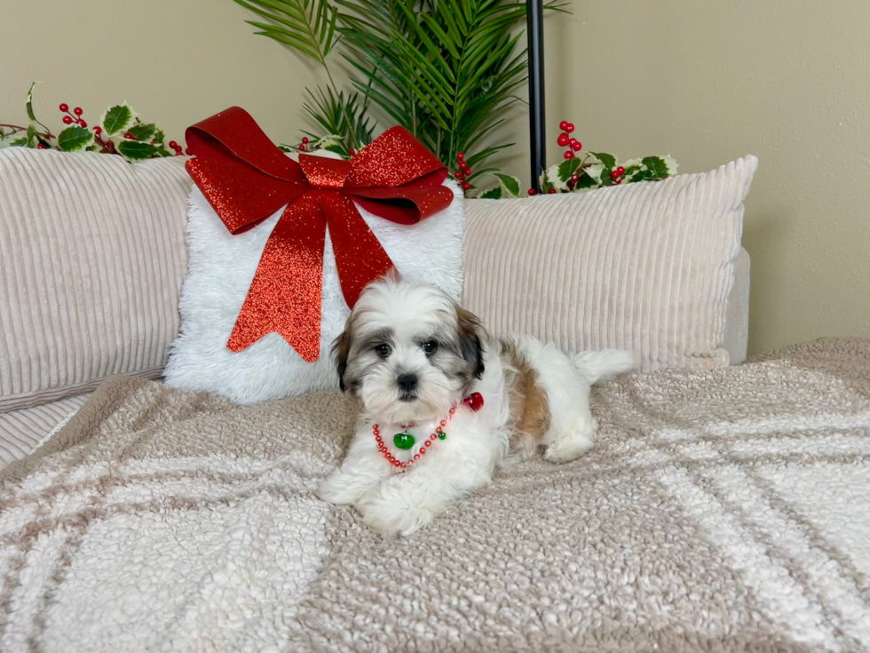 Cute Shi Chon Designer Puppy