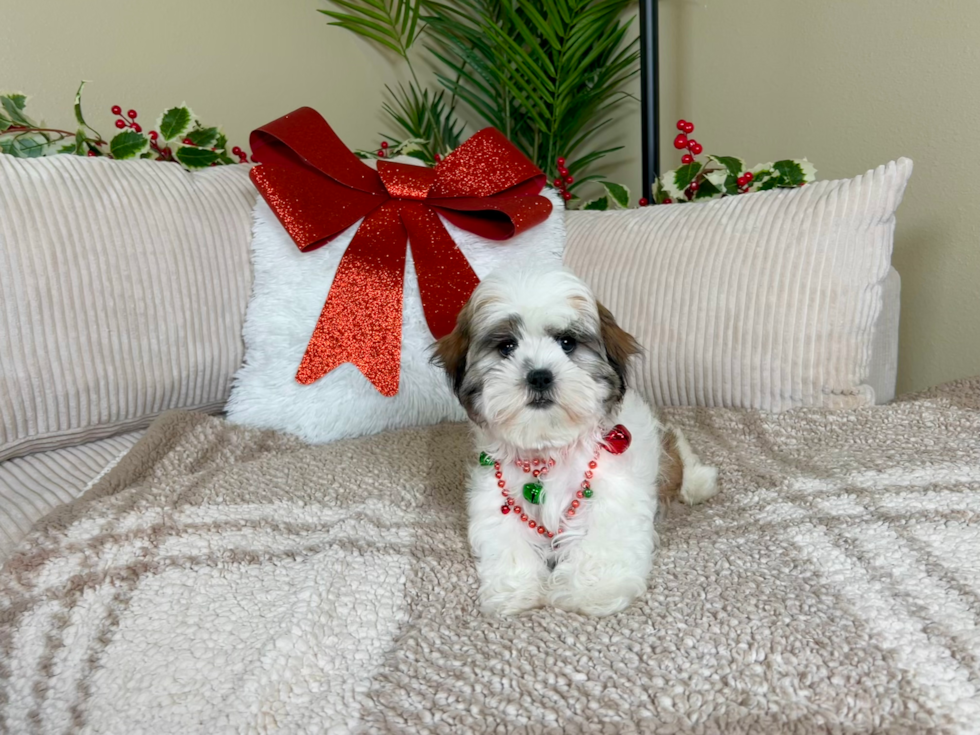 Teddy Bear Puppy for Adoption