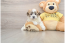 Teddy Bear Puppy for Adoption