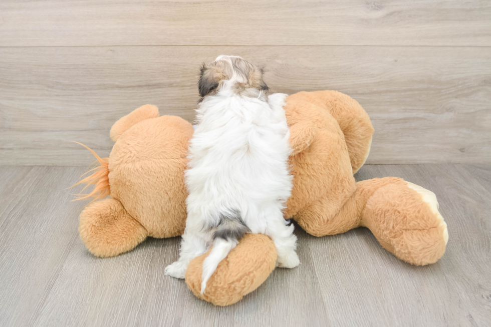 Teddy Bear Puppy for Adoption