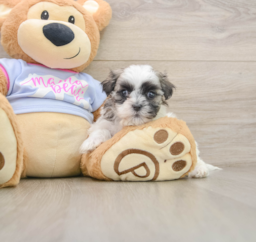 6 week old Teddy Bear Puppy For Sale - Lone Star Pups
