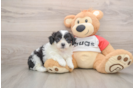 Playful Shit Designer Puppy