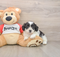 8 week old Teddy Bear Puppy For Sale - Lone Star Pups