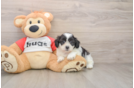 Best Teddy Bear Baby