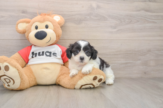 Best Teddy Bear Baby
