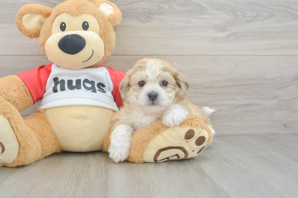 6 week old Teddy Bear Puppy For Sale - Lone Star Pups