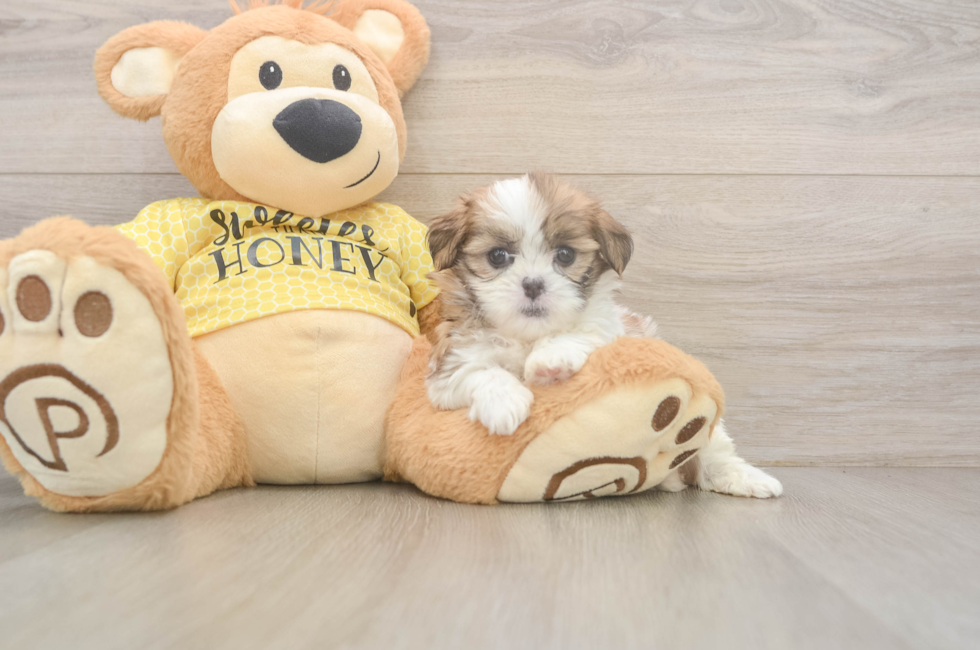 6 week old Teddy Bear Puppy For Sale - Lone Star Pups