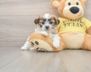 6 week old Teddy Bear Puppy For Sale - Lone Star Pups