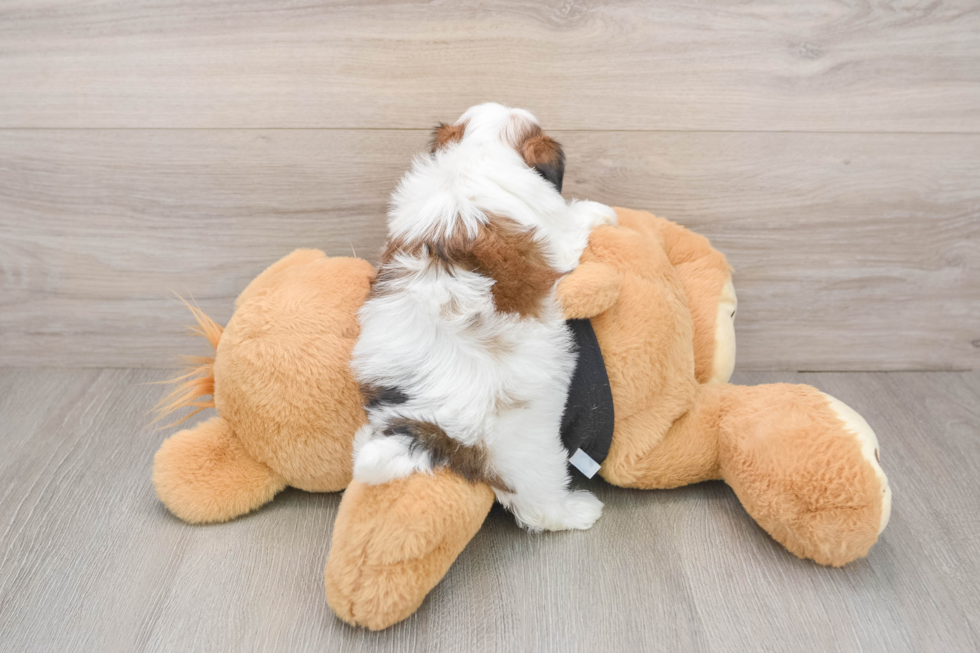 Teddy Bear Puppy for Adoption