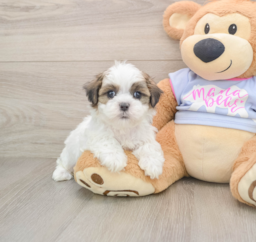 6 week old Teddy Bear Puppy For Sale - Lone Star Pups