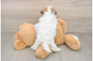 Petite Teddy Bear Designer Pup