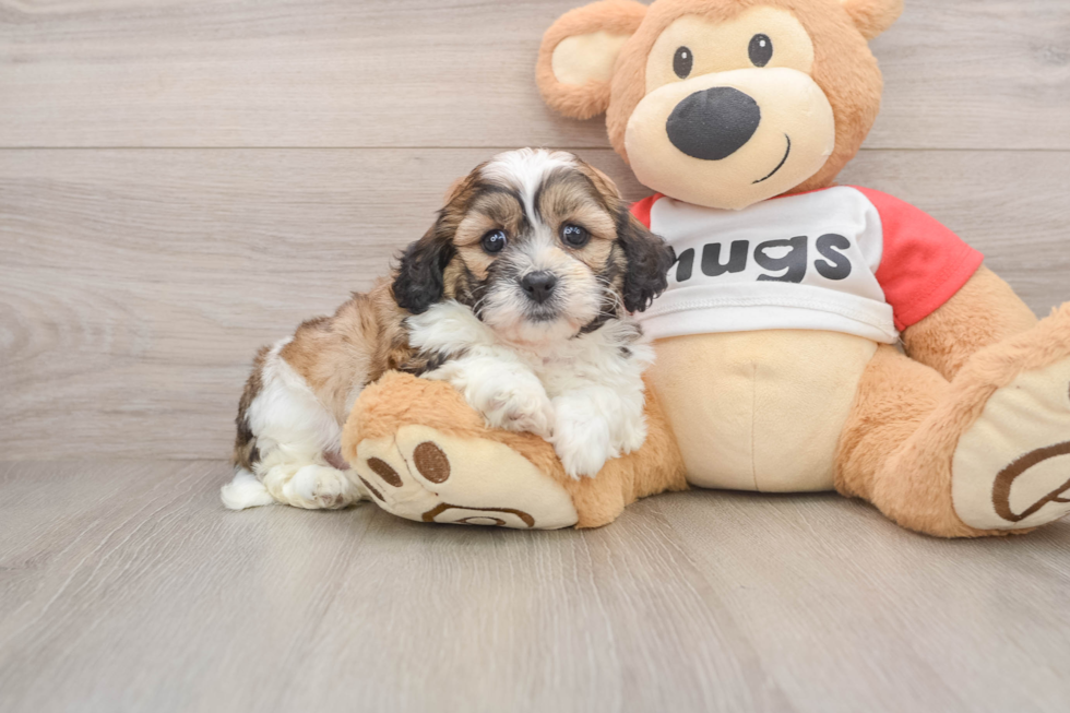 Teddy Bear Pup Being Cute