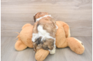 Teddy Bear Pup Being Cute