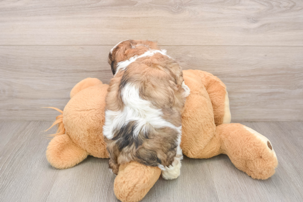 Teddy Bear Pup Being Cute