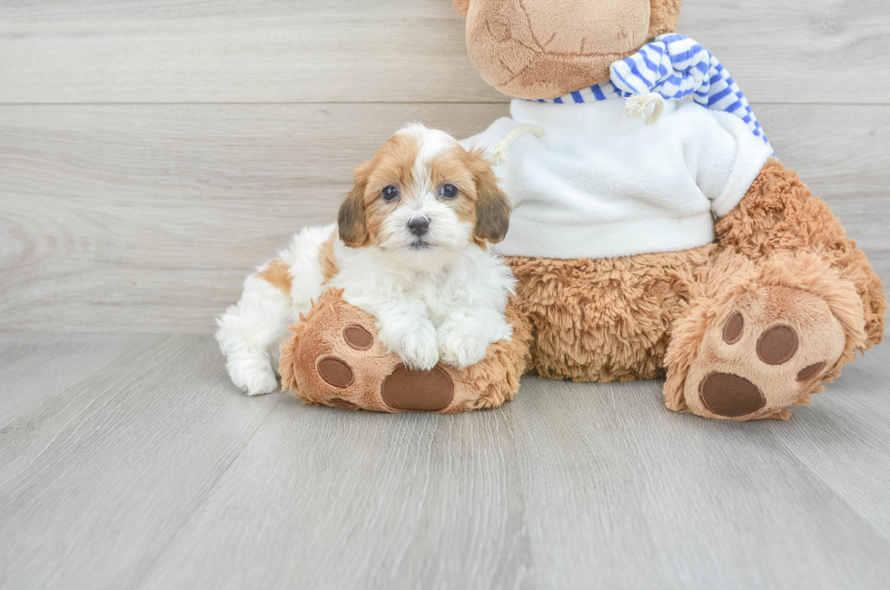 7 week old Teddy Bear Puppy For Sale - Lone Star Pups