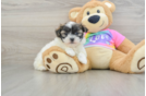 Teddy Bear Puppy for Adoption