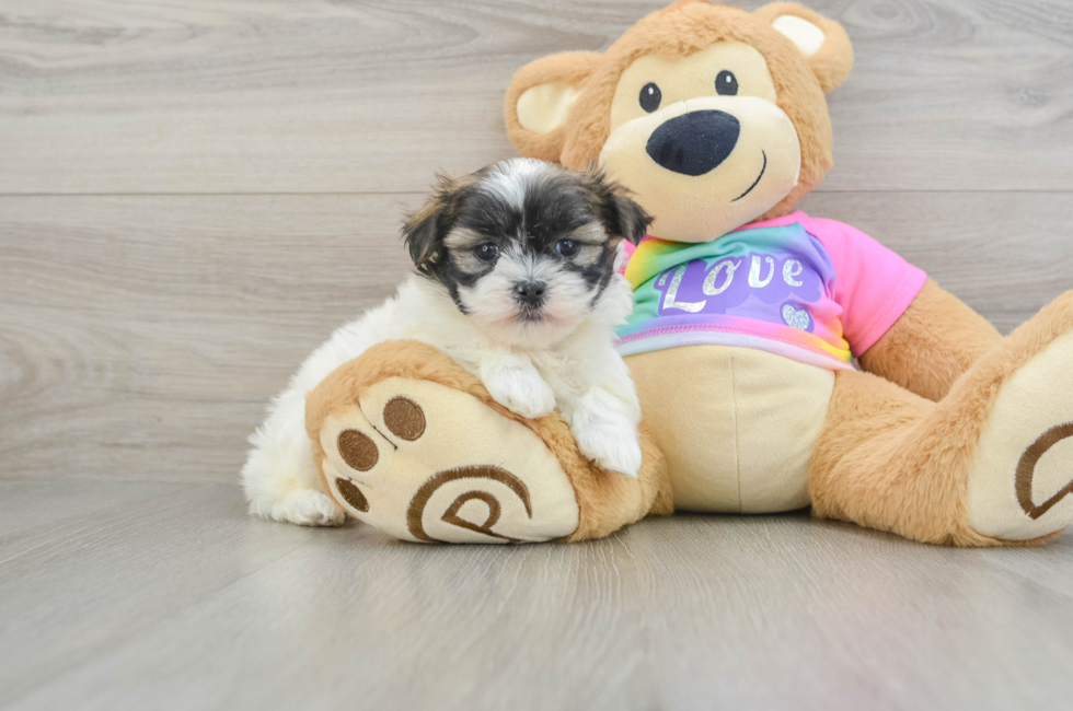 6 week old Teddy Bear Puppy For Sale - Lone Star Pups