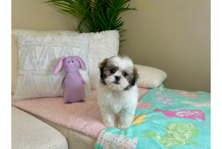Cute Teddy Bear Baby