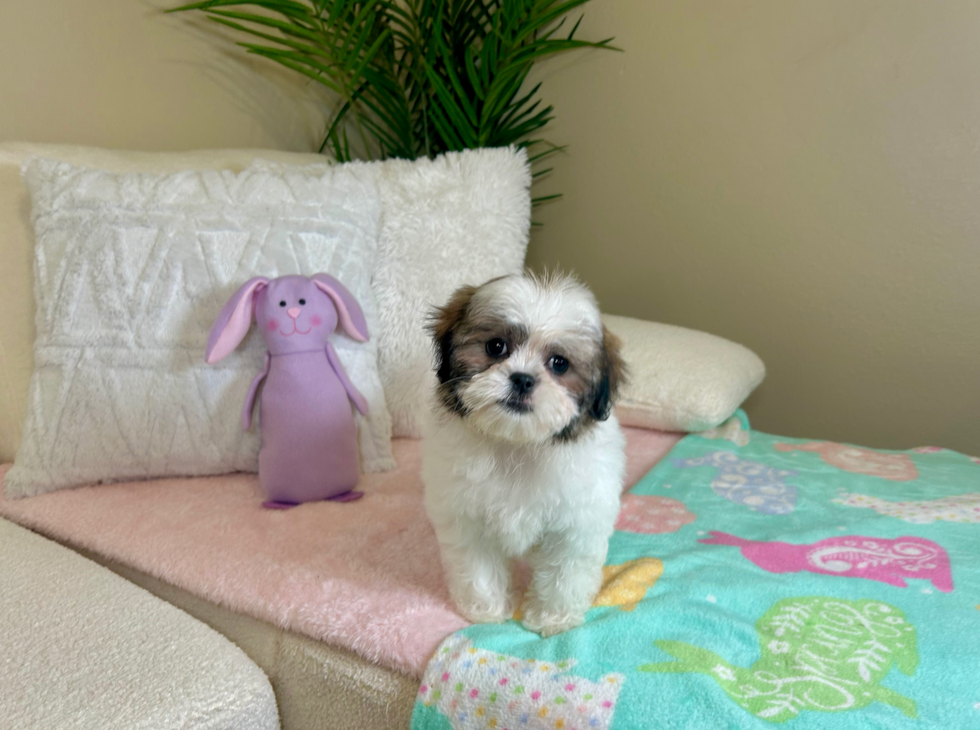 Cute Teddy Bear Baby