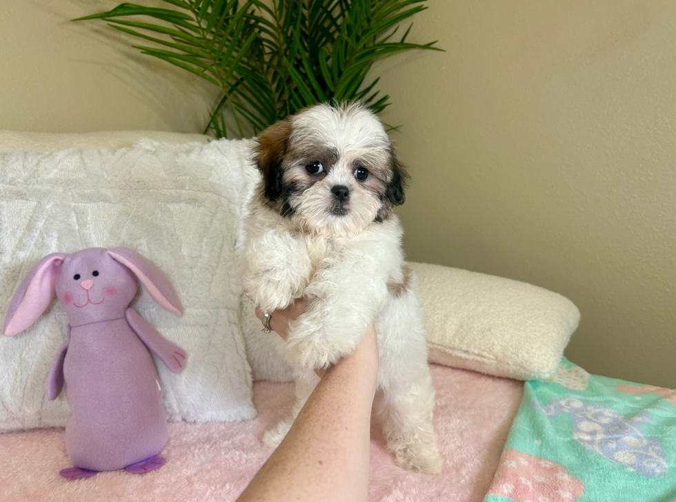 Cute Shitzu Designer Puppy