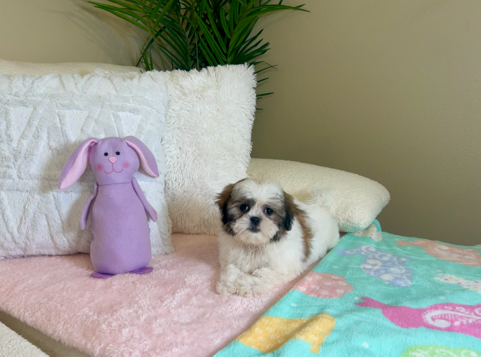 Teddy Bear Pup Being Cute