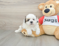 7 week old Teddy Bear Puppy For Sale - Lone Star Pups