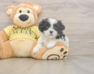 8 week old Teddy Bear Puppy For Sale - Lone Star Pups