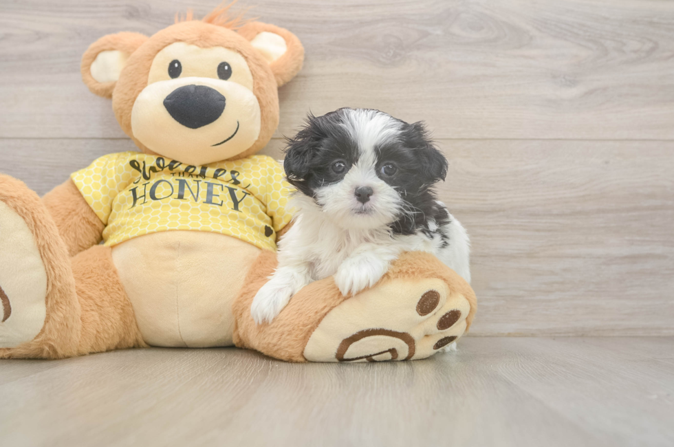 6 week old Teddy Bear Puppy For Sale - Lone Star Pups