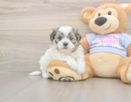 6 week old Teddy Bear Puppy For Sale - Lone Star Pups