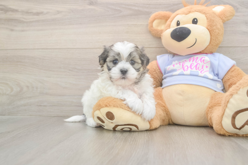 6 week old Teddy Bear Puppy For Sale - Lone Star Pups