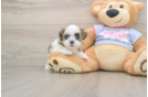 Teddy Bear Pup Being Cute