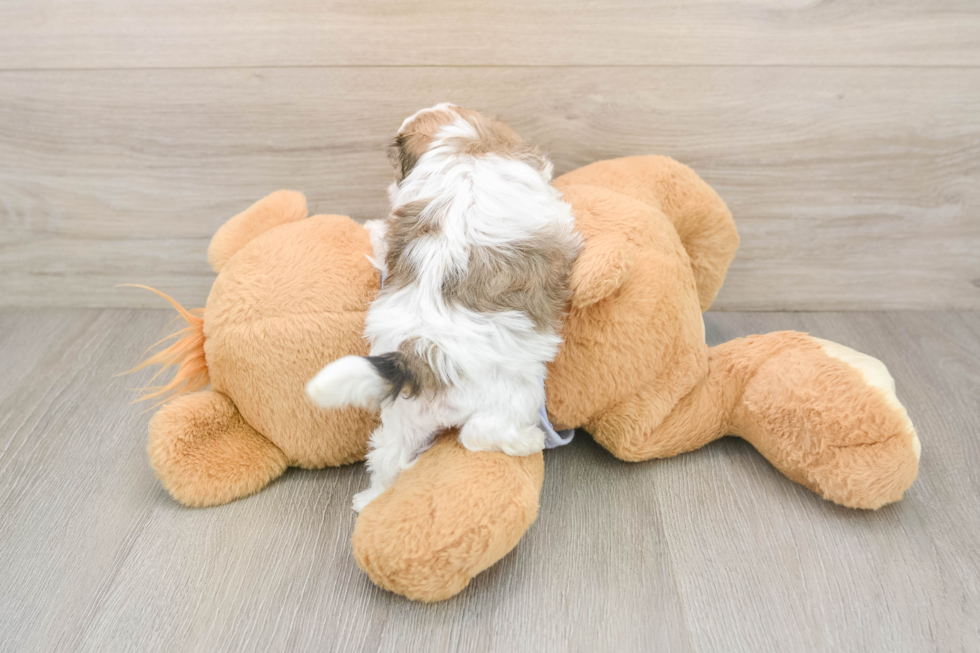 Happy Teddy Bear Baby