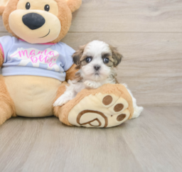 6 week old Teddy Bear Puppy For Sale - Lone Star Pups