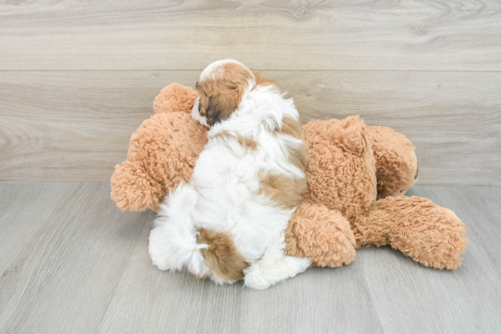 Teddy Bear Pup Being Cute