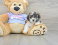 8 week old Teddy Bear Puppy For Sale - Lone Star Pups