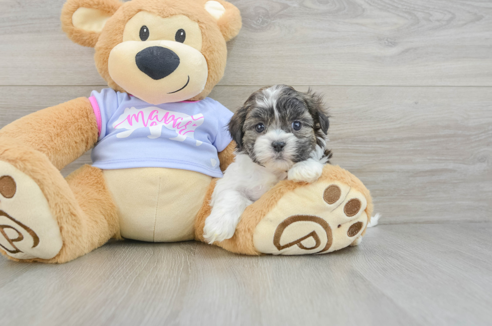 6 week old Teddy Bear Puppy For Sale - Lone Star Pups