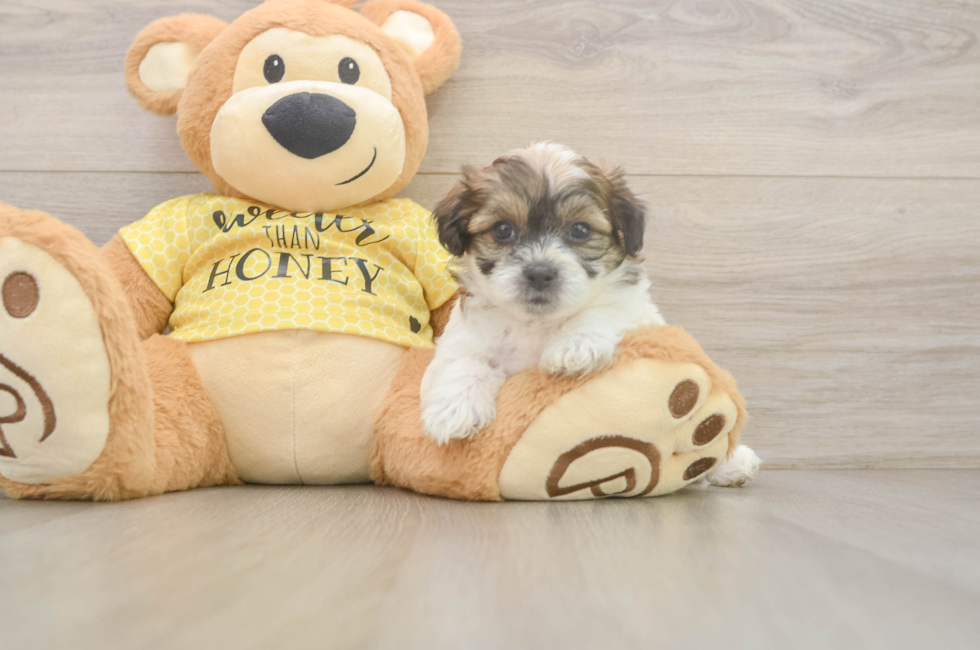 5 week old Teddy Bear Puppy For Sale - Lone Star Pups