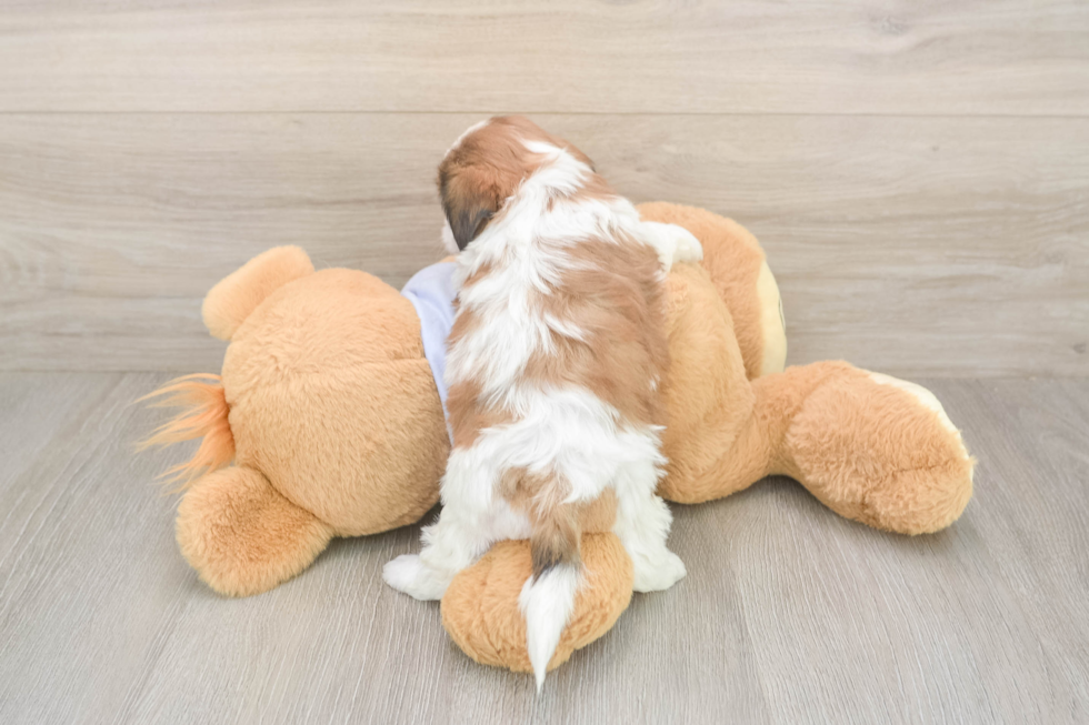 Best Teddy Bear Baby