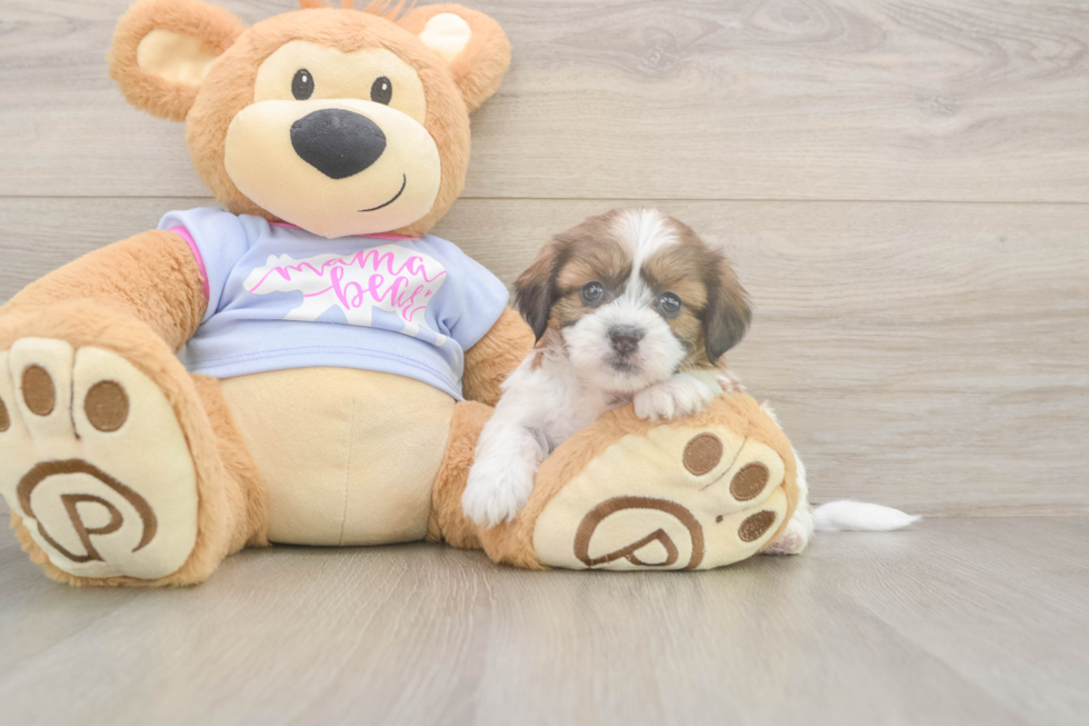 Teddy Bear Pup Being Cute