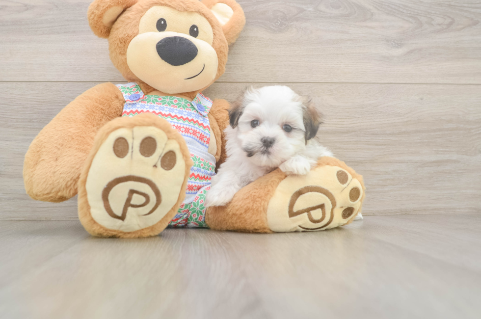5 week old Teddy Bear Puppy For Sale - Lone Star Pups