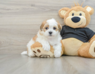 8 week old Teddy Bear Puppy For Sale - Lone Star Pups