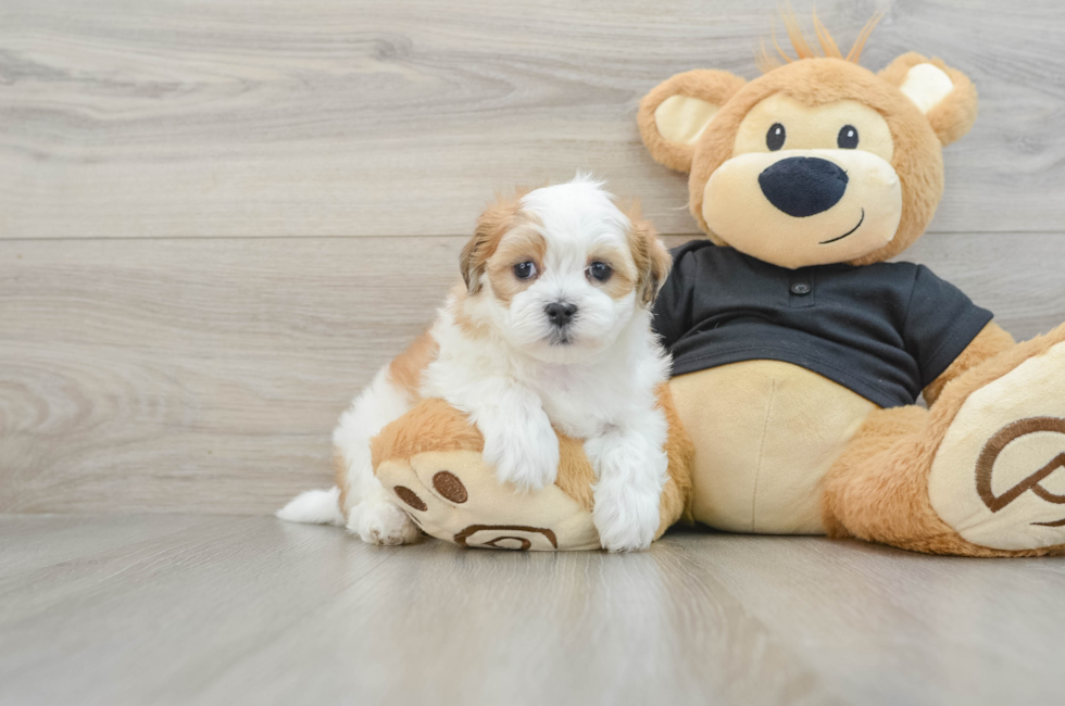 7 week old Teddy Bear Puppy For Sale - Lone Star Pups