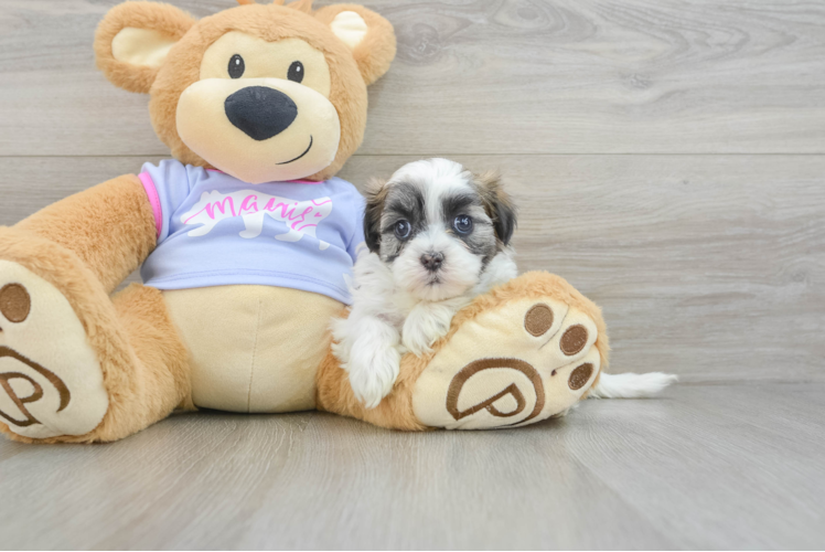 Smart Teddy Bear Designer Pup