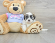 8 week old Teddy Bear Puppy For Sale - Lone Star Pups