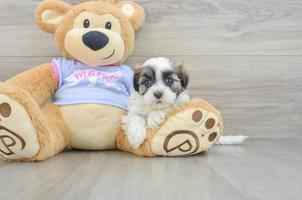 6 week old Teddy Bear Puppy For Sale - Lone Star Pups