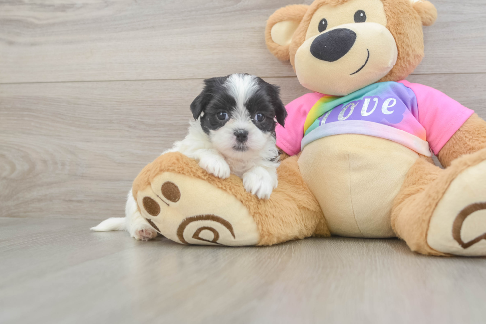 Best Teddy Bear Baby